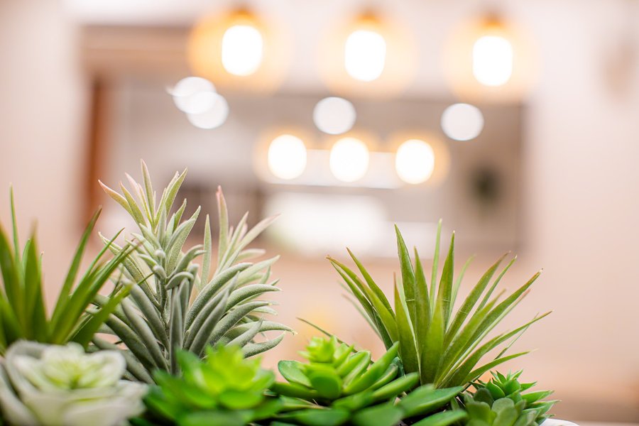 Decorative plants on the kitchen counter